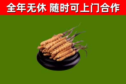 哈密市回收散虫草